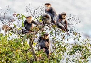 Rare Sighting: White-Headed Langur and Infant Spotted on Cat Ba Island - image 4