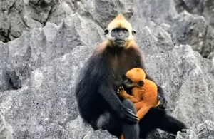 Rare Sighting: White-Headed Langur and Infant Spotted on Cat Ba Island - image 11