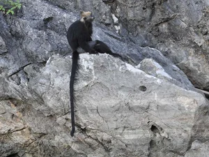 Rare Sighting: White-Headed Langur and Infant Spotted on Cat Ba Island - image 0