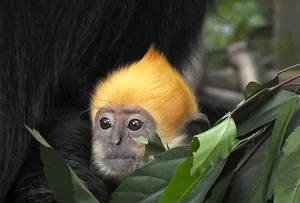 Rare Sighting: White-Headed Langur and Infant Spotted on Cat Ba Island - image 8