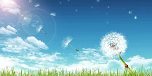 The Beautiful Fairy Tale Legend of the Dandelion Flower - image 1