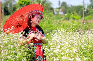Buckwheat Flower Garden in Quang Nam: A New Viral Attraction for Young Travelers - image 5