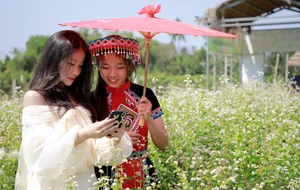 Buckwheat Flower Garden in Quang Nam: A New Viral Attraction for Young Travelers - image 6