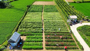 Buckwheat Flower Garden in Quang Nam: A New Viral Attraction for Young Travelers - image 0