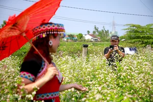Buckwheat Flower Garden in Quang Nam: A New Viral Attraction for Young Travelers - image 8