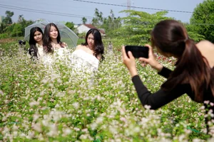 Buckwheat Flower Garden in Quang Nam: A New Viral Attraction for Young Travelers - image 2