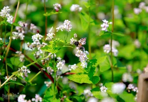 Buckwheat Flower Garden in Quang Nam: A New Viral Attraction for Young Travelers - image 3