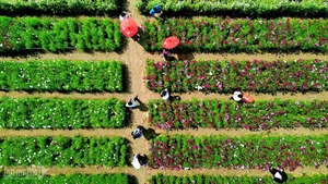 Buckwheat Flower Garden in Quang Nam: A New Viral Attraction for Young Travelers - image 7
