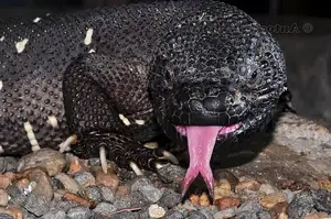 Unveiling the Fearsome Venom of Central America's Most Unique Mexican Beaded Lizard - image 5