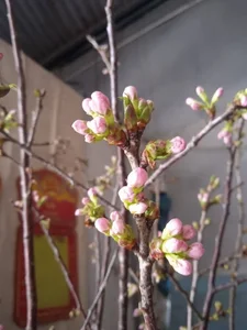 Affordable Imported Flowers Trend for Lunar New Year 2025 - image 9