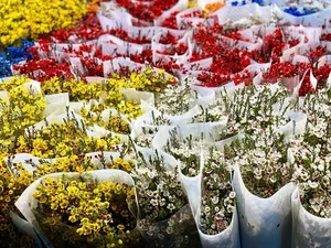 Affordable Imported Flowers Trend for Lunar New Year 2025 - image 4