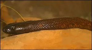 The Inland Taipan: Discovering the World's Most Venomous Snake - image 2