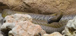 The Inland Taipan: Discovering the World's Most Venomous Snake - image 3