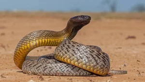 The Inland Taipan: Discovering the World's Most Venomous Snake - image 0