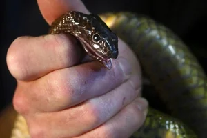 The Inland Taipan: Discovering the World's Most Venomous Snake - image 6