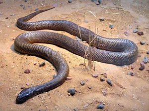 The Inland Taipan: Discovering the World's Most Venomous Snake - image 7