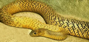 The Inland Taipan: Discovering the World's Most Venomous Snake - image 4