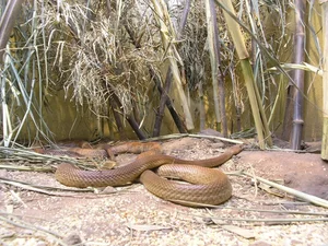 The Inland Taipan: Discovering the World's Most Venomous Snake - image 1