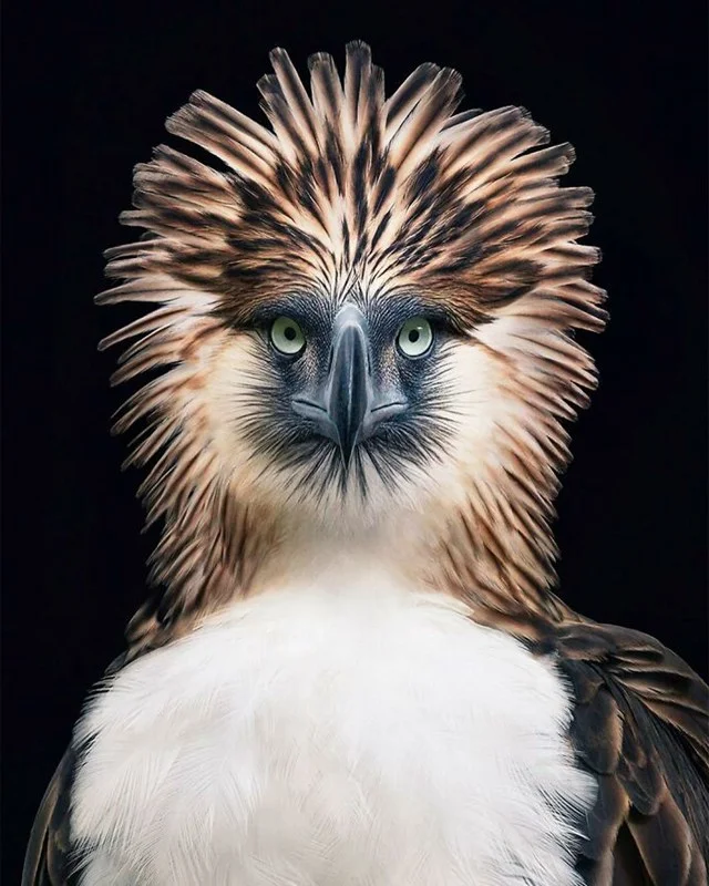 Top 10 Rarest and Most Surreal Birds on Earth You Must See