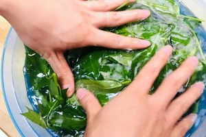This Hidden Superfood Leaf Has Twice the Calcium of Milk - image 1