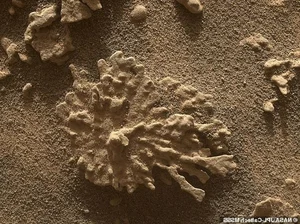 Unexplained Martian Anomalies: The Mystery of the Coral-Shaped Structures on the Red Planet - image 1