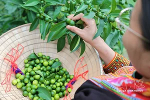 Dao Ethnic Youth Drive Economic Growth with Mau Son Specialties - image 6