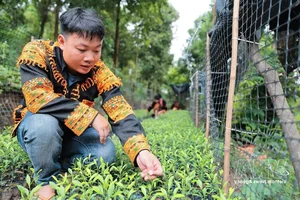 Dao Ethnic Youth Drive Economic Growth with Mau Son Specialties - image 0