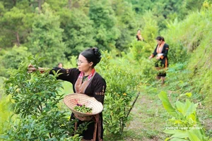 Dao Ethnic Youth Drive Economic Growth with Mau Son Specialties - image 3