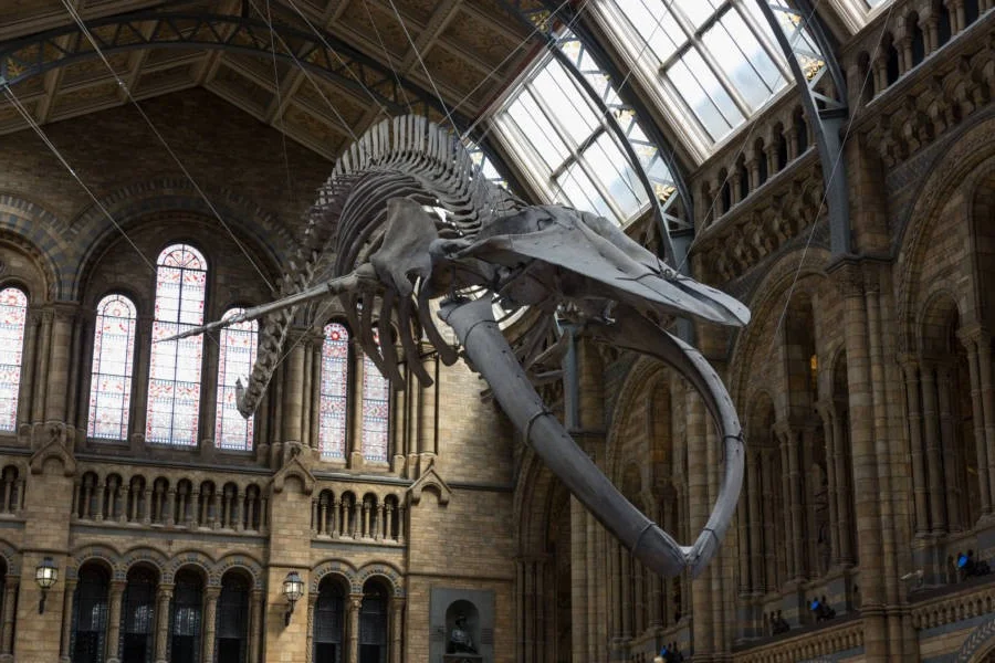 Prehistoric Giants: Giant Blue Whale Fossil Discovery Rewrites Marine Evolutionary History