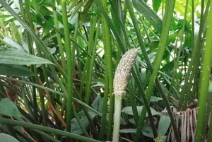 How a Simple Wild Riverbank Plant Became a Sought-After Specialty - image 4