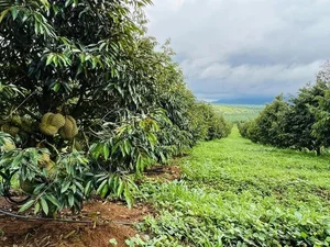 Inside the World's Largest Durian Garden Owned by Bau Duc - image 5