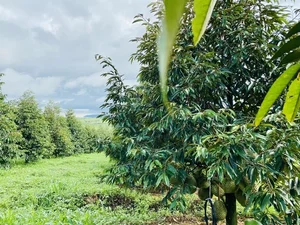 Inside the World's Largest Durian Garden Owned by Bau Duc - image 0