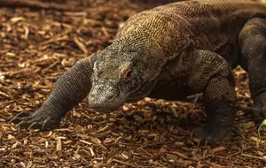 Komodo Dragon: Legendary Beast of Indonesia's Wallacea Island - Ancient Power - image 2
