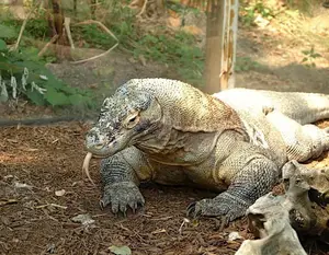 Komodo Dragon: Legendary Beast of Indonesia's Wallacea Island - Ancient Power - image 6