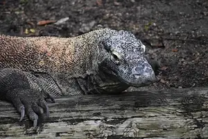 Komodo Dragon: Legendary Beast of Indonesia's Wallacea Island - Ancient Power - image 1