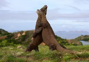Komodo Dragon: Legendary Beast of Indonesia's Wallacea Island - Ancient Power - image 7