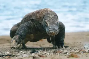 Komodo Dragon: Legendary Beast of Indonesia's Wallacea Island - Ancient Power - image 0