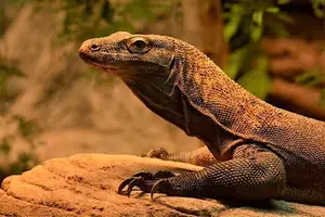 Komodo Dragon: Legendary Beast of Indonesia's Wallacea Island - Ancient Power - image 4