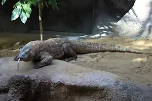 Komodo Dragon: Legendary Beast of Indonesia's Wallacea Island - Ancient Power - image 5