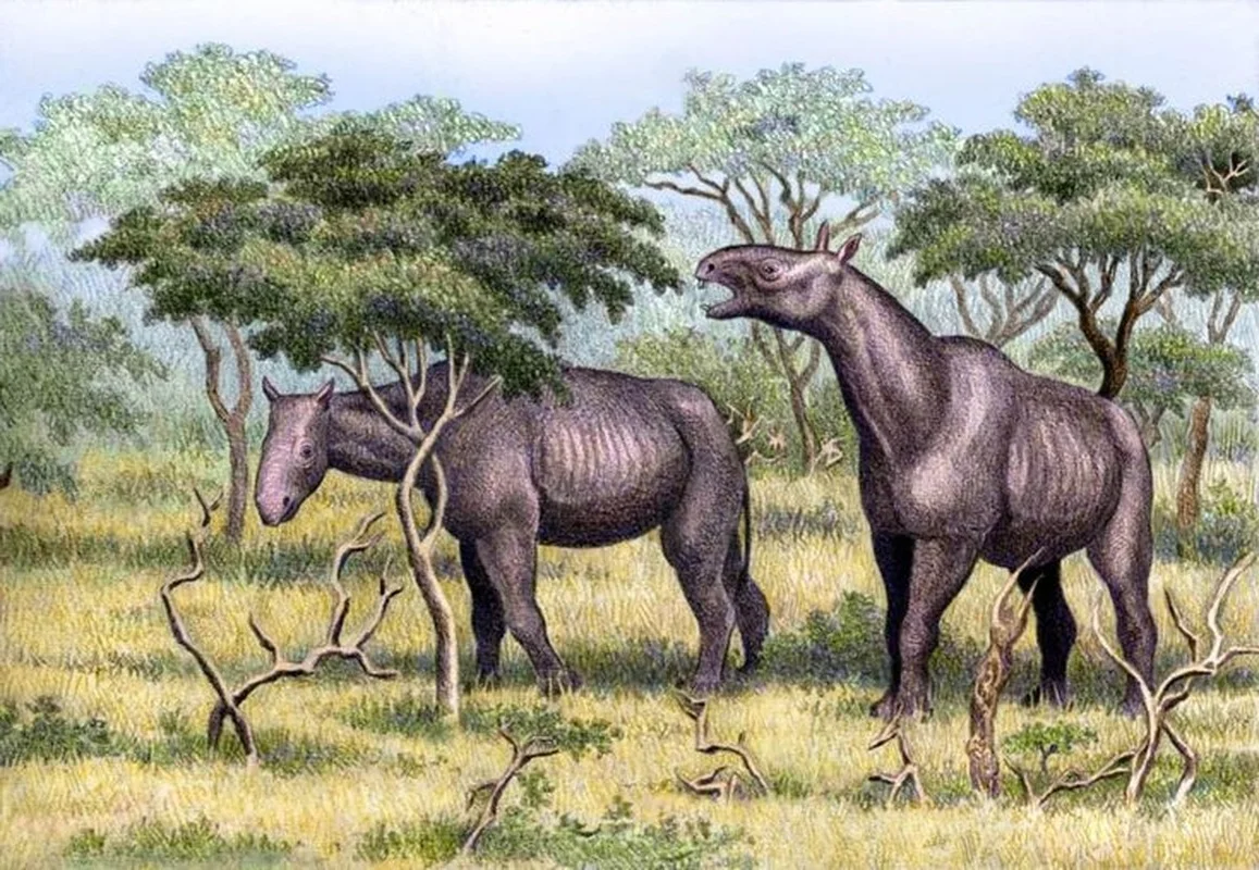 Meet the Largest Rhino to Ever Exist: Paraceratherium, the Giant Beast