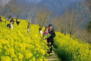 Discover the Breathtaking Yellow Mustard Flower Paradise at Fansipan, Sapa: A Must-Visit Nature Destination in Vietnam's Northwest Mountains - image 0