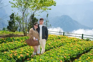 Discover the Breathtaking Yellow Mustard Flower Paradise at Fansipan, Sapa: A Must-Visit Nature Destination in Vietnam's Northwest Mountains - image 7