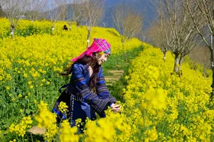 Discover the Breathtaking Yellow Mustard Flower Paradise at Fansipan, Sapa: A Must-Visit Nature Destination in Vietnam's Northwest Mountains - image 2