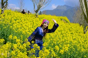 Discover the Breathtaking Yellow Mustard Flower Paradise at Fansipan, Sapa: A Must-Visit Nature Destination in Vietnam's Northwest Mountains - image 3