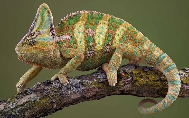Unraveling the Chameleon: Africa's Master of Camouflage and Bizarre Reptile
