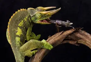 Unraveling the Chameleon: Africa's Master of Camouflage and Bizarre Reptile - image 6