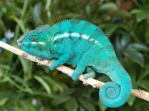 Unraveling the Chameleon: Africa's Master of Camouflage and Bizarre Reptile - image 8