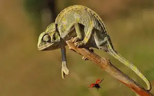 Unraveling the Chameleon: Africa's Master of Camouflage and Bizarre Reptile - image 7