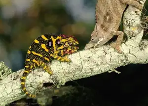 Unraveling the Chameleon: Africa's Master of Camouflage and Bizarre Reptile - image 0