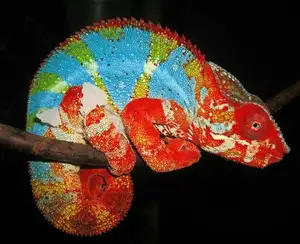 Unraveling the Chameleon: Africa's Master of Camouflage and Bizarre Reptile - image 1
